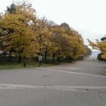 Varna - park - Vlk na cestách