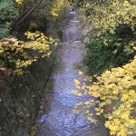 Varna - park - Vlk na cestách