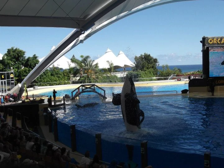 Loro parque - Vlk na cestách