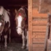 mini zoo zlínský kraj