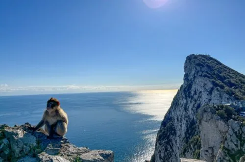 Gibraltar skála a opice