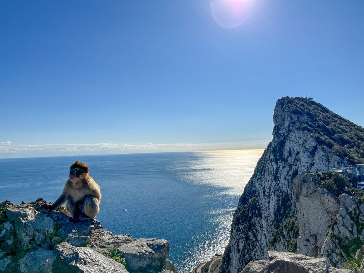 Gibraltar skála a opice