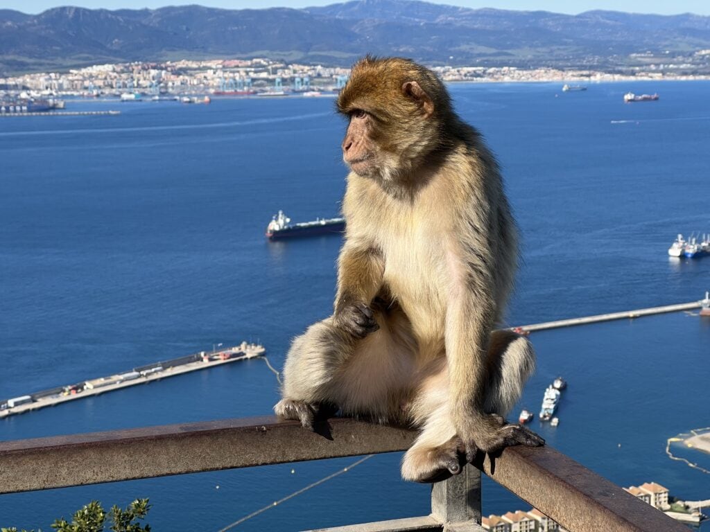 Gibraltar s dětmi opice