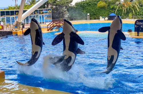 loro park