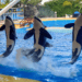 loro park