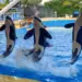 loro park