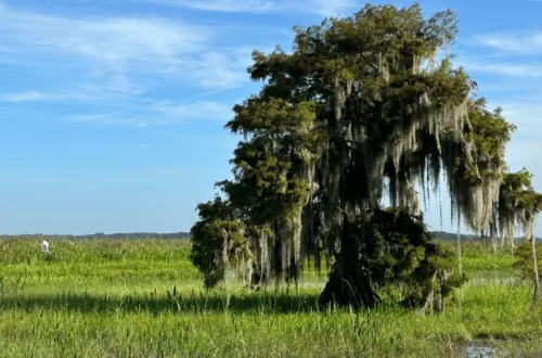 Wild Florida