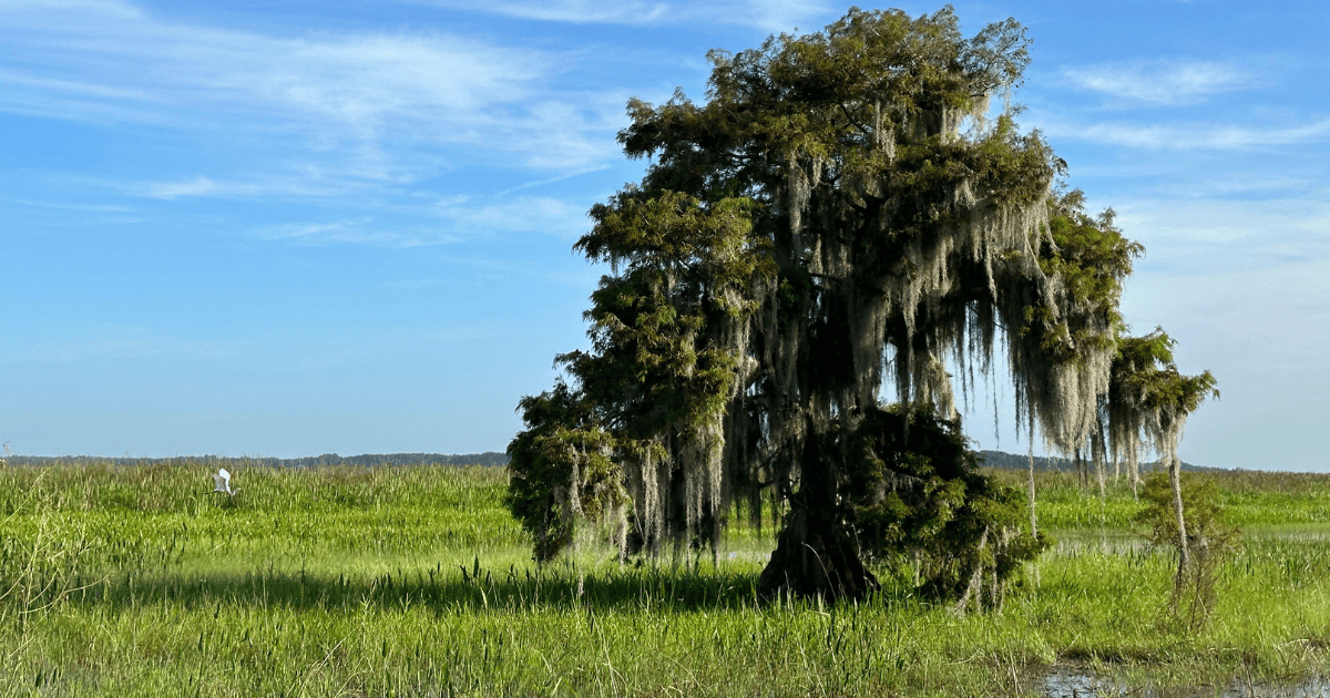 Wild florida