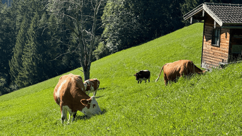 kravičky ubytování na farmě v Rakousku